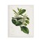 Stupell Industries Forest Nature Botanical Wall Plaque Art Design by Tina Higgins Designs, Inc.